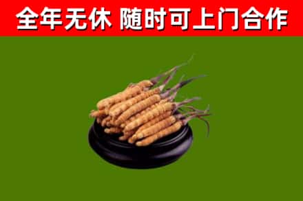 大邑回收冬虫夏草